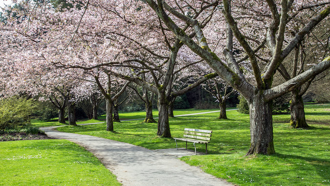 Stanley Park with exotic cherry blossoms in spring