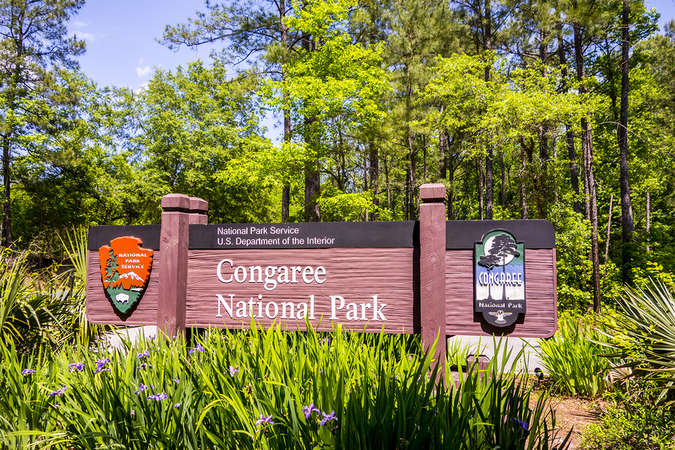 Congaree National Park is a national gem you will surely enjoy when you move to Columbia